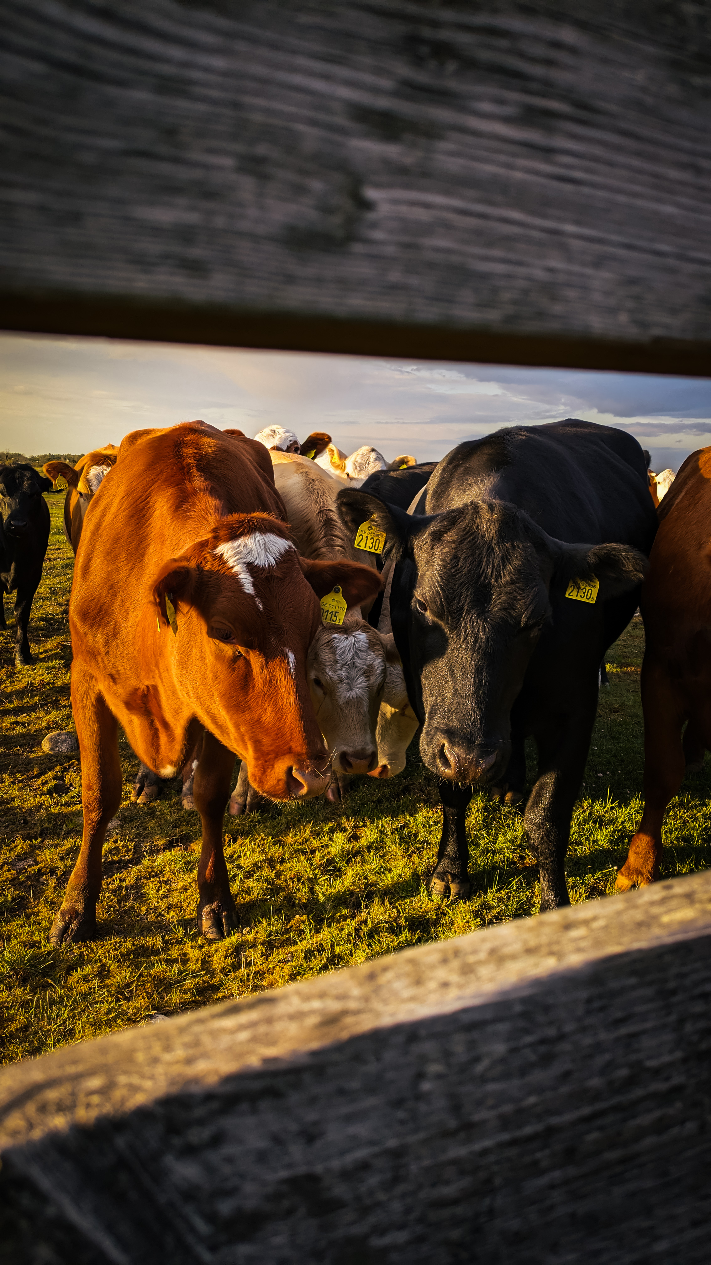 cows